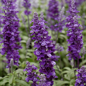 Plant Photo 10