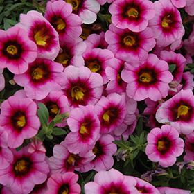 Plant Photo 4
