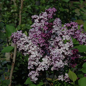 Plant Photo 1
