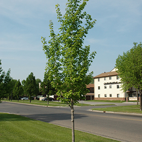 Plant Photo 6