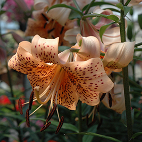 Plant Photo 5