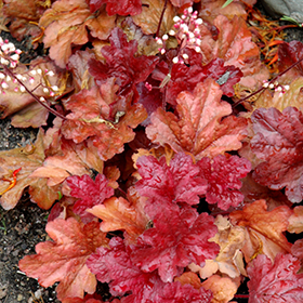 Plant Photo 1