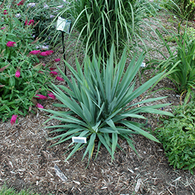Plant Photo 6