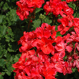 Plant Photo 10
