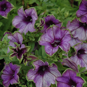 Plant Photo 1