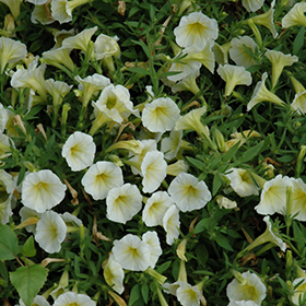 Plant Photo 3