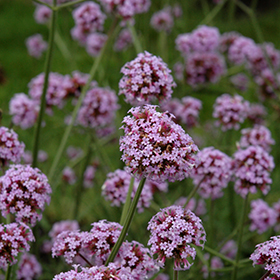 Plant Photo 5