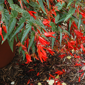 Plant Photo 7