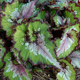 Plant Photo 5