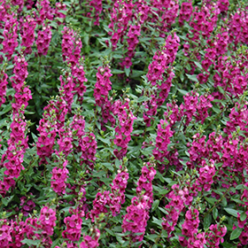 Plant Photo 4