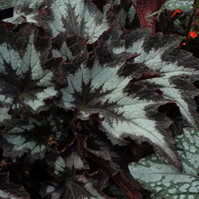 Plant Photo 3