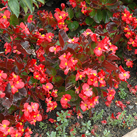 Plant Photo 4