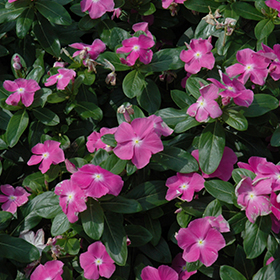 Plant Photo 9