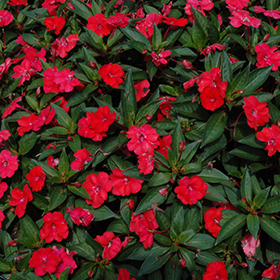 Plant Photo 2