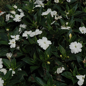 Plant Photo 9