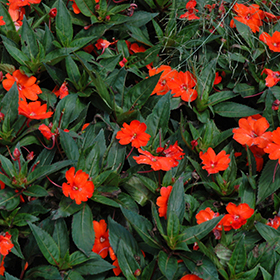 Plant Photo 8