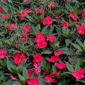 Plant Photo 7