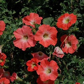 Plant Photo 1
