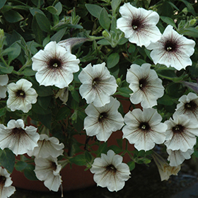 Plant Photo 8
