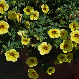 Plant Photo 5