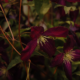 Plant Photo 3