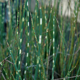 Plant Photo 7