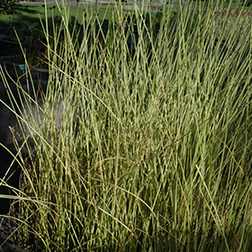 Plant Photo 6