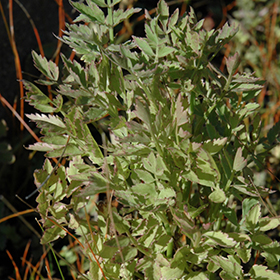 Plant Photo 3