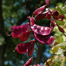 Plant Photo 2