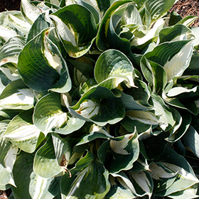 Plant Photo 2