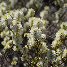 Plant Photo 10