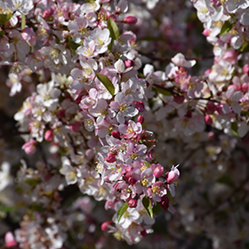 Plant Photo 4