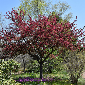 Plant Photo 9