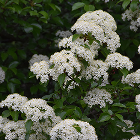 Plant Photo 8