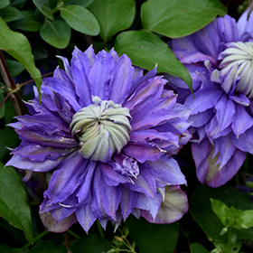 Plant Photo 1