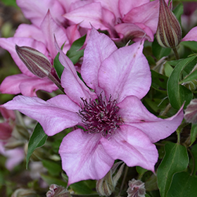Plant Photo 2
