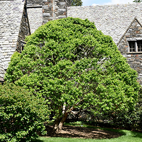 Plant Photo 1