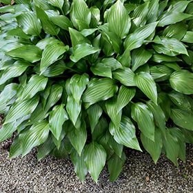Plant Photo 1