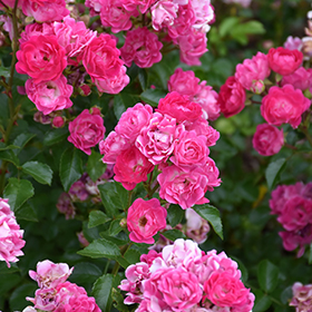 Plant Photo 9