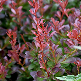Plant Photo 3