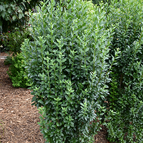 Plant Photo 2