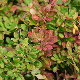 Plant Photo 1