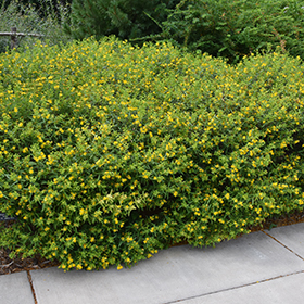 Plant Photo 6