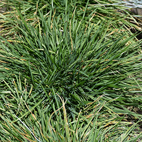 Plant Photo 2