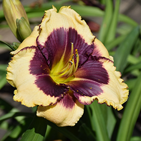 Plant Photo 5