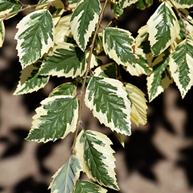 Plant Photo 2