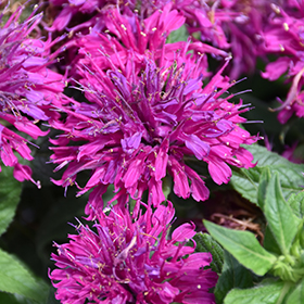 Plant Photo 4