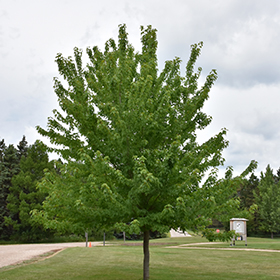 Plant Photo 2
