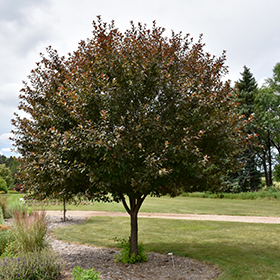 Plant Photo 5