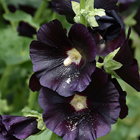 Plant Photo 1